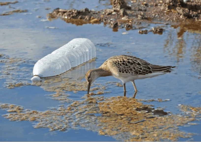 Bird foraging near plastic debris in water environment.
